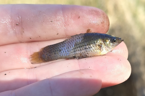 Poecilia latipinna observed 2026-10-20