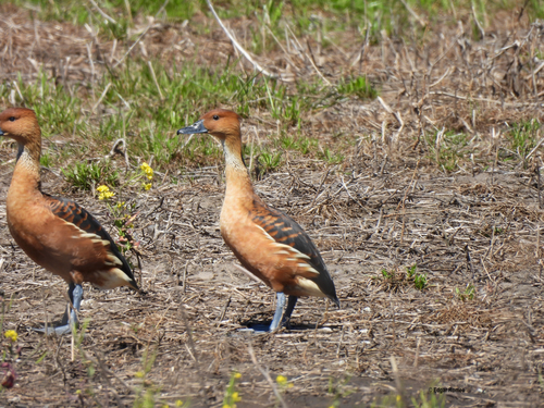 iNaturalist image
