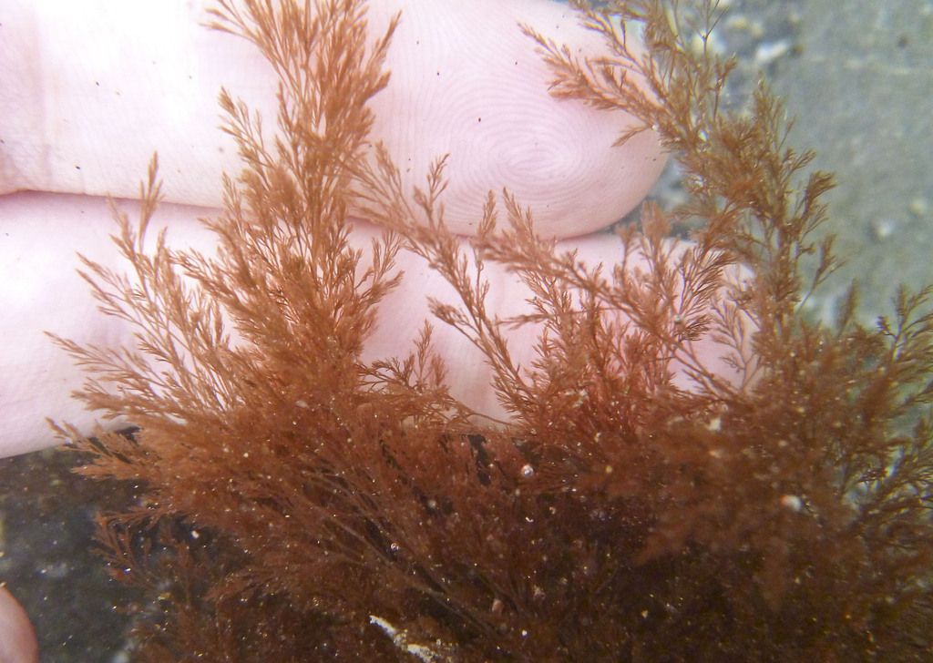 Pterosiphonia Bipinnata (Rocky Intertidal Species Southern California ...