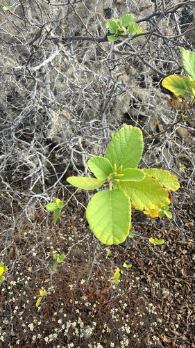 Cordia lutea observed 2026-10-20