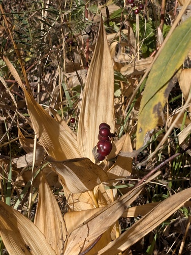 Maianthemum stellatum, 2026-10-20
