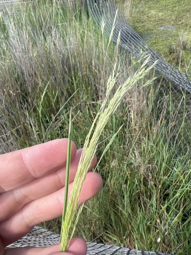 Lachnagrostis filiformis observed 2026-10-21