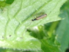 Rhagonycha lignosa