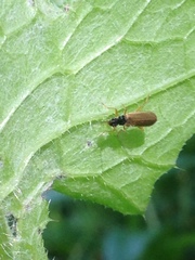 Rhagonycha lignosa