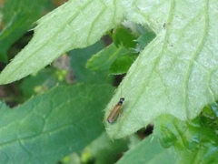 Rhagonycha lignosa