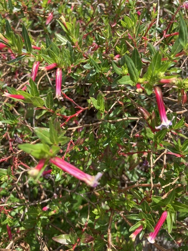 Epacris longiflora, 2026-10-21