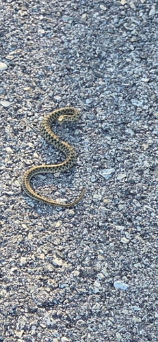 Checkered Garter Snake