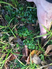 Lysimachia nummularia