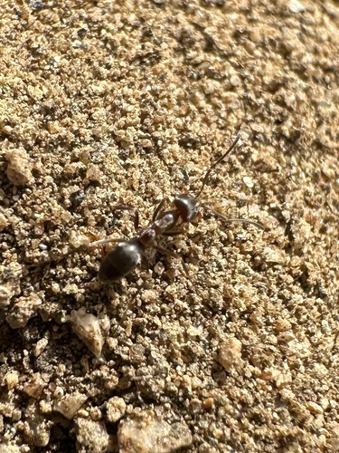 Crazy Pyramid Ant
