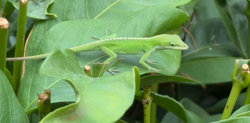 Anolis carolinensis observed 2026-10-20