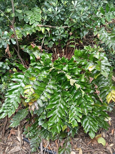 Cyrtomium falcatum observed 2026-10-21