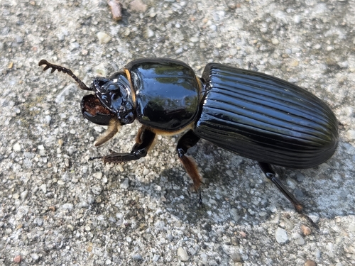 Horned Passalus Beetle