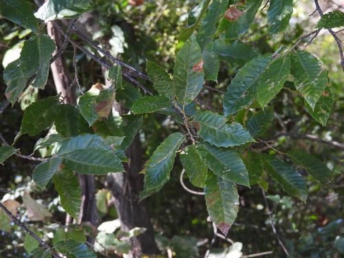 Castanea mollissima observed 2026-10-20