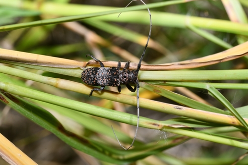 Mesquite Girdler