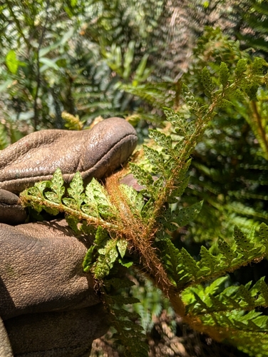 Polystichum proliferum observed 2026-10-20