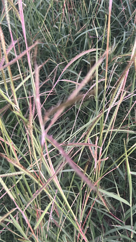 Dichanthium aristatum observed 2026-10-20