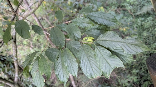Prunus campanulata observed 2026-10-20