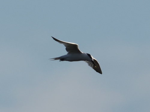 iNaturalist image