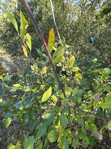 Styrax observed 2026-10-20