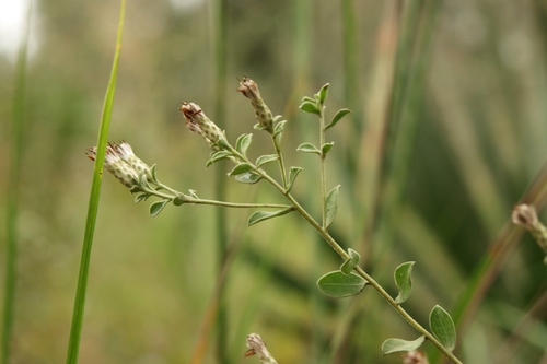 Sericocarpus tortifolius observed 2026-10-19