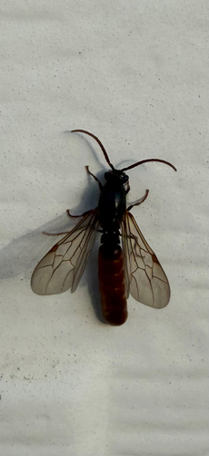 Harris' Legionary Ant