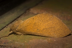 Oxycanus beltista