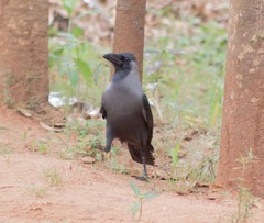 Corvus splendens