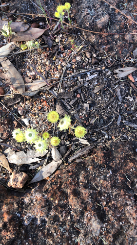 Rhodanthe citrina observed 2026-10-20