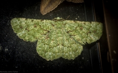 Aeolochroma viridicata