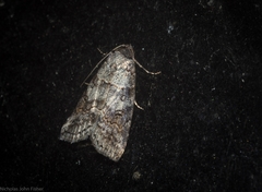 Calathusa hypotherma