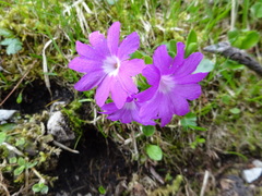 Primula clusiana