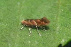 Cameraria aesculisella