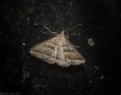 Lysimelia lenis