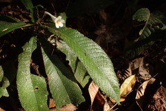 Codonoboea platypus