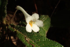 Codonoboea platypus