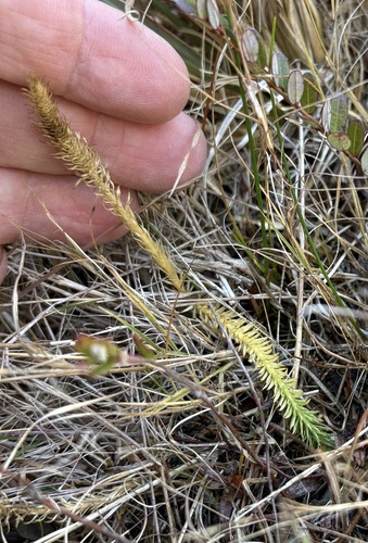 Lycopodiella inundata observed 2026-10-20