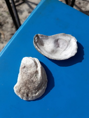 Crassostrea virginica