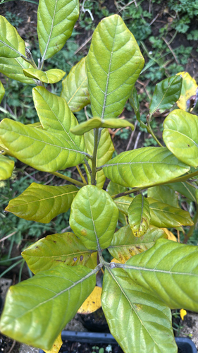 Beilschmiedia tarairi observed 2026-10-16