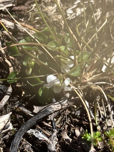 Viola cunninghamii observed 2026-10-21
