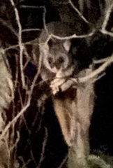 Trichosurus vulpecula hypoleucus