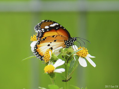 Danaus chrysippus chrysippus