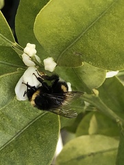 Bombus