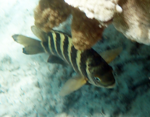 Abudefduf septemfasciatus observed 2026-10-19