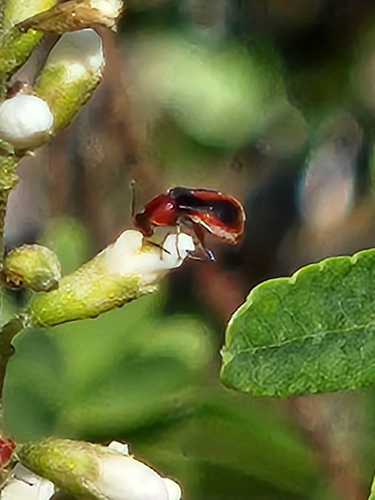 Red-sutured Attalus