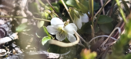 Viola cunninghamii observed 2026-10-21