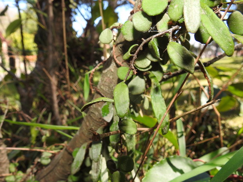 Pyrrosia rupestris observed 2026-10-21