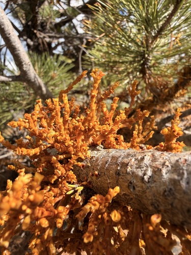 Arceuthobium campylopodum, 2026-10-20