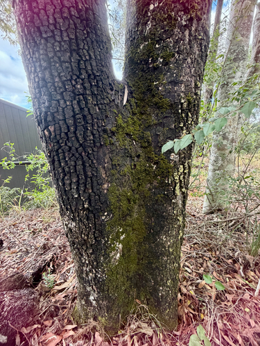 Corymbia tessellaris observed 2026-10-20