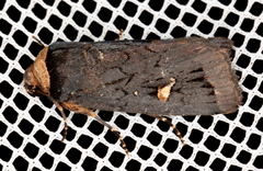 Proteuxoa cinereicollis