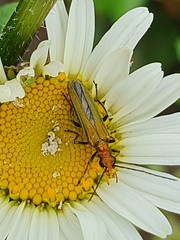 Oedemera nobilis
